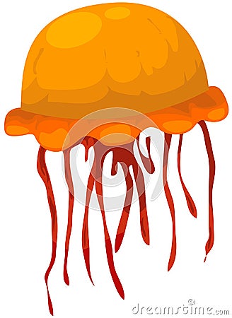 Jelly fish Vector Illustration