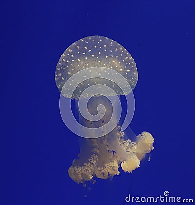 Jelly Fish Stock Photo