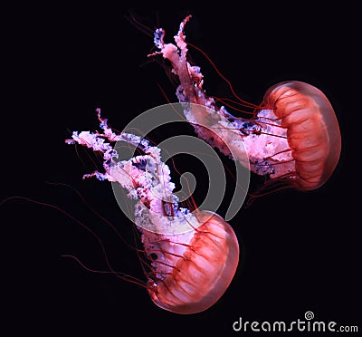 Jelly Fish Stock Photo