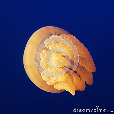 Jelly Fish Stock Photo