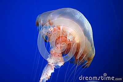 Jelly Fish Stock Photo