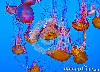 Jelly fish in the blue ocean Stock Photo