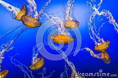 Jelly Fish in Blue Water Stock Photo