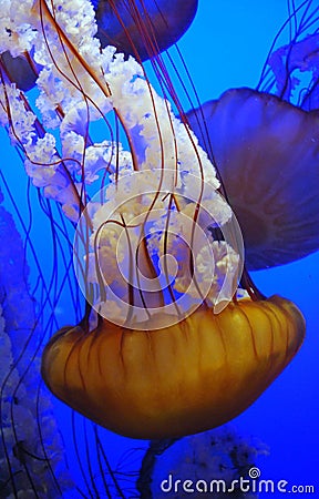 Jelly fish drifting Stock Photo
