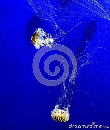 Jelly fish in exotic nature swiming in deep water with the blue background and long tentacles Stock Photo