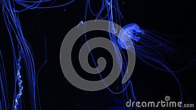 Jelly Fish Glowing Blue on Black Stock Photo