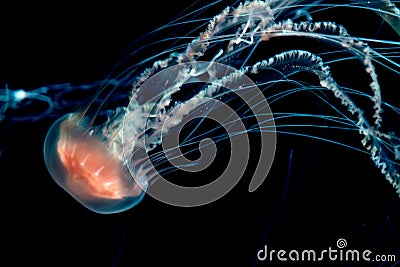 Jelly fish glowing Stock Photo