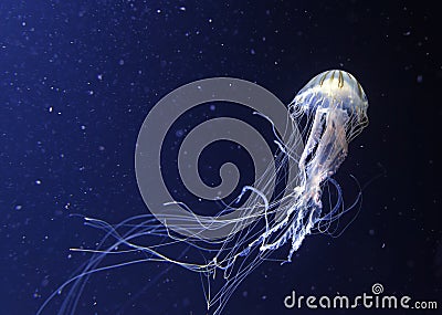 Jelly fish Stock Photo