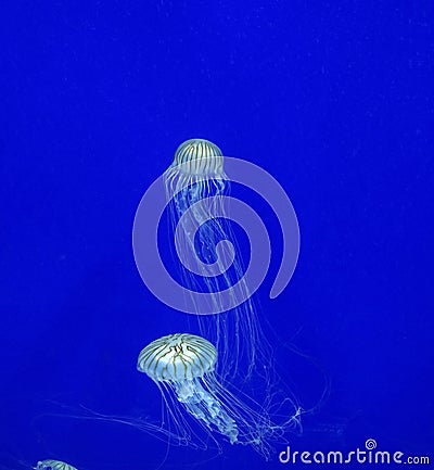 Jelly fish in nature swiming in deep water with the blue background and long tentacles spread around Stock Photo