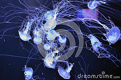 Jelly fish at Pier39 aquarium Editorial Stock Photo