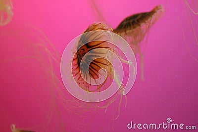 Jelly fish, pink background Stock Photo