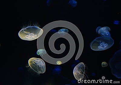 Jelly Fish's Stock Photo