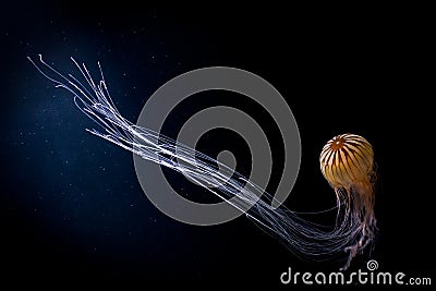 Jelly fish Stock Photo