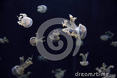 Jelly fish Stock Photo