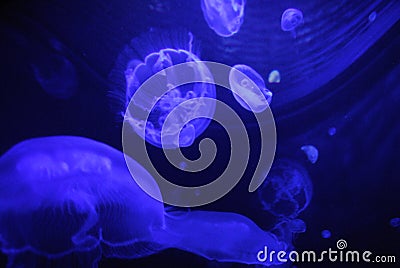 Jelly fish under a flourescent light in aquarium Stock Photo