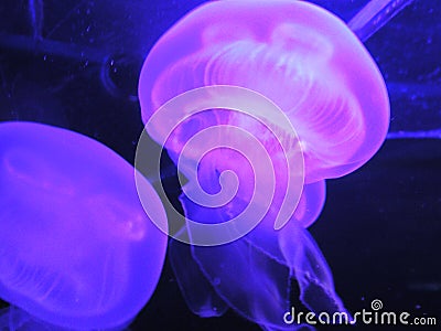 Jellyfish 01 Stock Photo