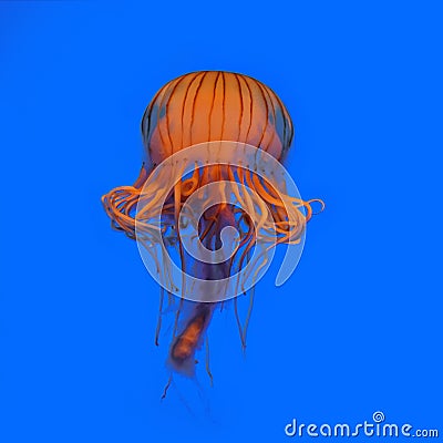 Jellyfish Stock Photo