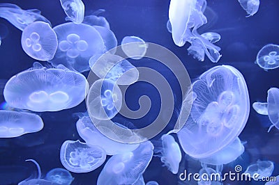 Jellyfish Stock Photo