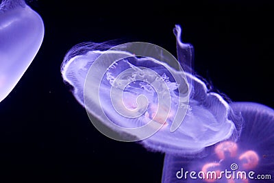 Jellyfish Stock Photo