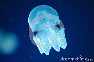 Jellyfish Stock Photo