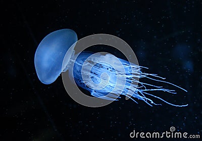 Jellyfish Stock Photo