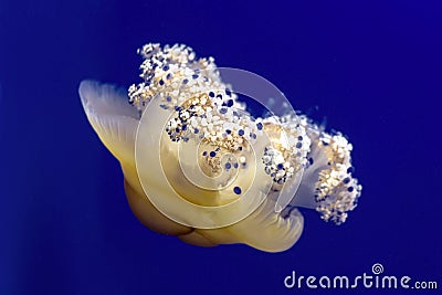 Jellyfish on the aquarium Stock Photo