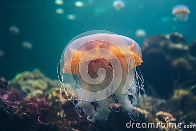 A jellyfish in an aquarium tank AI generated Stock Photo