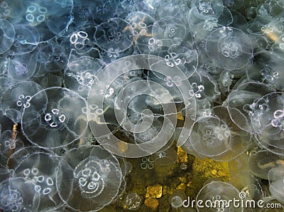 Jellyfish aurelia Stock Photo