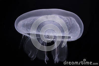 Jellyfish Aurelia Aurelia aurita Stock Photo