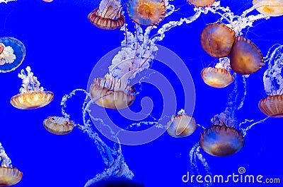 Jellyfish Stock Photo