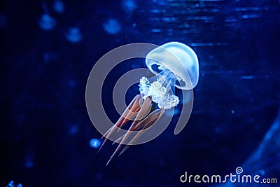 jellyfish in blue aquarium Stock Photo