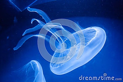 Blue Jellyfish 1 Stock Photo