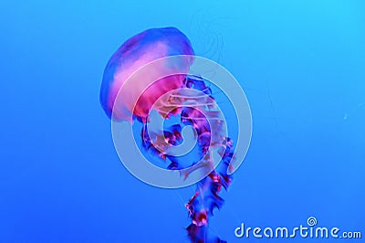 Jellyfish Stock Photo