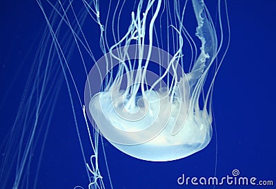 Jellyfish in the Blue Water Stock Photo