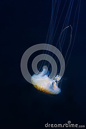 Jellyfish close up on Black Background Stock Photo