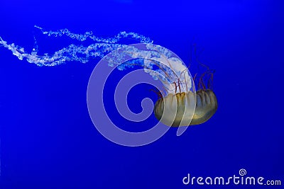 Jellyfish close up Chrysaora fucescens Stock Photo