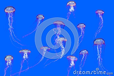 Jellyfish Stock Photo