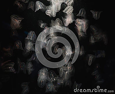 Jellyfish - Comb Jellies Mnemiopsis Stock Photo
