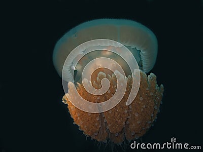 Jellyfish in deep Stock Photo