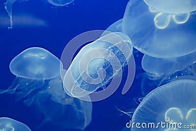 Jellyfish Drifting Background Stock Photo