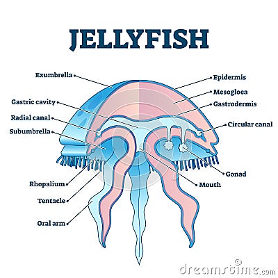 Jellyfish educational diagram vector illustration Vector Illustration