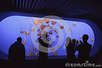 The Jellyfish Exhibit, Monterey Bay Aquarium Editorial Stock Photo