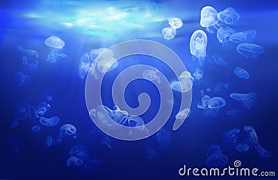 Jellyfish floating in the tropical sea. Stock Photo