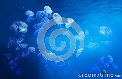 Jellyfish floating in the tropical sea. Stock Photo