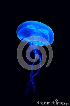 Jellyfish floating in a water Stock Photo