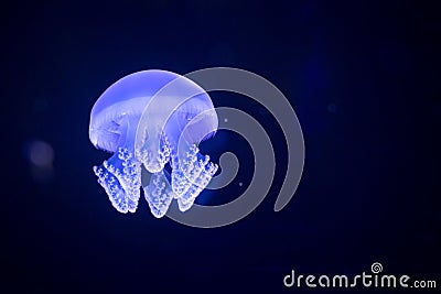 Jellyfish floating in water tank at aquarium Stock Photo