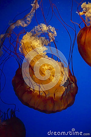 Jellyfish glowing against blue background Stock Photo