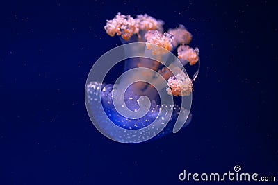 jellyfish glowing in blue water Stock Photo