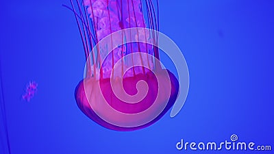 The jellyfish glows red. Floats down on a blue background Stock Photo