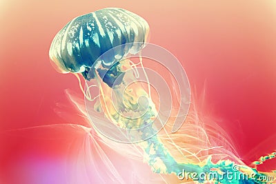 Jellyfish illustration colourful digital art Cartoon Illustration